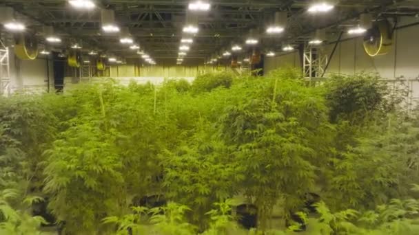Cannabis Cultivation Industrial Greenhouse Treatment Chronic Diseases Legalized Marijuana Plants — Stockvideo