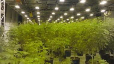 Serada tıbbi marihuana yetiştirmenin drone çekimi. Yeşil, yemyeşil kenevir bitkileri kapalı alanlarda özel sıcak aydınlatma altında yetiştiriliyor. Yüksek kalite 4k görüntü