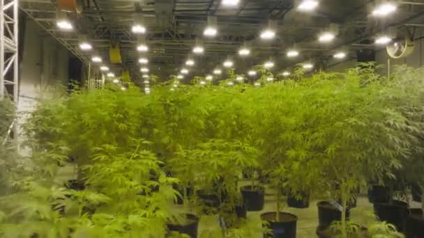 Drone Shot Growing Medicinal Marijuana Greenhouse Green Lush Plants Cannabis — Stockvideo