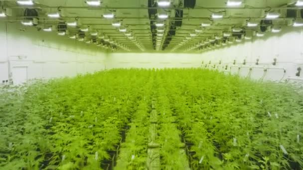 Green Lush Plants Cannabis Cultivating Special Warm Lighting Indoor Aerial — Stockvideo