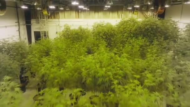 Legalized Marijuana Plants Medicinal Purposes Legal Cannabis Substance Recreational Needs — Stockvideo
