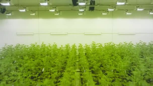 Aerial View Agricultural Business Growing Organic Marijuana Medicinal Purposes Huge — Stockvideo