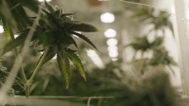 Scientific laboratory of cannabis plants researching. Modern, industrial greenhouse of legalized marijuana plants growing in special unique conditions. High quality 4k footage