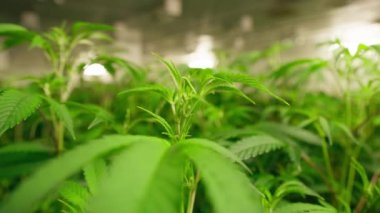 Ticari marihuana üretimi. Kapalı alanda, sera tesisinde üretiliyor. Tıbbi ihtiyaçlar için kenevir çiçeklerine yakından bakın. Yüksek kalite 4k görüntü