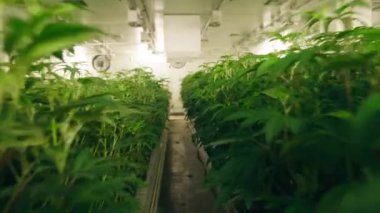 View inside the worlds largest legal cannabis farm with lush crop. Commercial production of legalized marijuana cultivated indoors, in greenhouse facility. High quality 4k footage