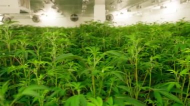Industrial plantation with lush, green growing products of marijuana indoors. Motion wallpaper of cannabis industry for medical purposes concept. High quality 4k footage