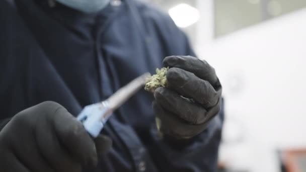 Unrecognized Person Gloves Cutting Cannabis Plants Indoors Close View Hands — Vídeo de Stock