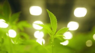 Close-up view of operating fan blowing above cannabis plants. Windy air shaking marijuana flowers with spotlight lighting in the background. High quality 4k footage