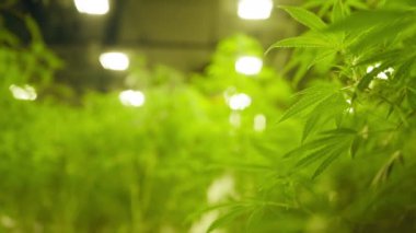 Close-up shot of lush, green cannabis crop growing inside industrial greenhouse. Commercial plantation for producing pure cod oil extract, treating diseases. High quality 4k footage