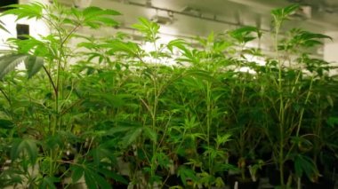 Motion wallpaper of cannabis industry for medical purposes concept. Close-up shot of indoor grown, responsibly cultivated, sustainable marijuana. High quality 4k footage
