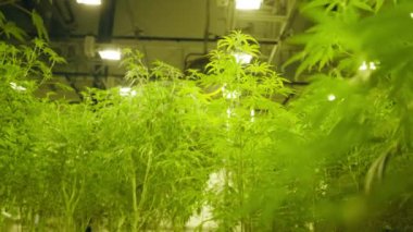 Commercial plantation for producing pure cod oil extract, treating diseases. Close-up view of legal marijuana bushes inside industrial greenhouse. High quality 4k footage