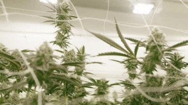 Industrial agricultural plantation of marijuana organic plants under special warm lighting and unique humidity. Lush green cannabis flowers growing in a greenhouse. High quality 4k footage