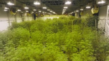 Legal cannabis substance for recreational needs and treatment growing within unique environment. Lush, vivid green marijuana plants cultivated within industrial greenhouse. High quality 4k footage