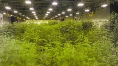 Medical cannabis industrial, agricultural farmhouse with special and unique lighting and humidity. Drone shot of growing medicinal marijuana in a greenhouse. High quality 4k footage