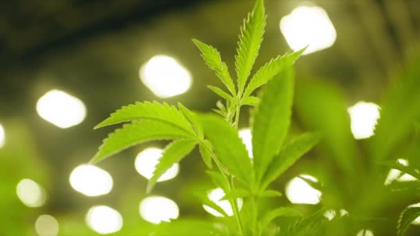 Windy Air Shaking Marijuana Flowers Spotlight Lighting Background Close Shot — Vídeos de Stock