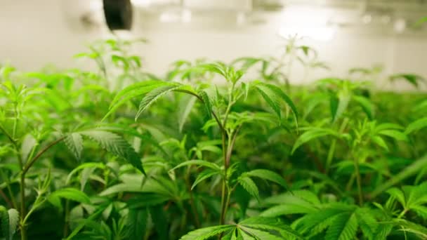 Motion Background Indoor Cannabis Grow Greenhouse Facilities Organic Marijuana Growing — Wideo stockowe