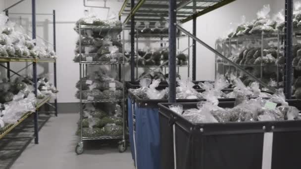 현대적 유기적 온실에서 대마초의 합법적 추출하는 식물의 실험실 고품질 — 비디오