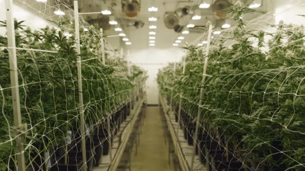 室内有大量的医用大麻植物 工业化农业种植的大麻有机植物在特殊的温暖照明和独特的湿度下 高质量的4K镜头 — 图库视频影像