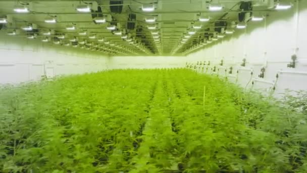Huge Industrial Greenhouse Producing Legalized Cannabis Plants Medical Marijuana Cultivating — Stockvideo
