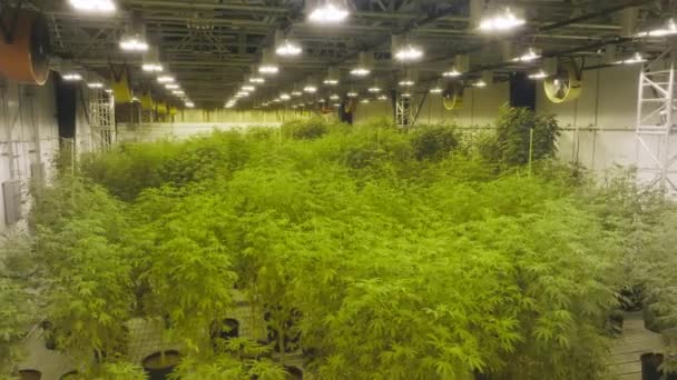 Lush Vivid Green Marijuana Plants Cultivated Industrial Greenhouse Medical Cannabis — Stockvideo