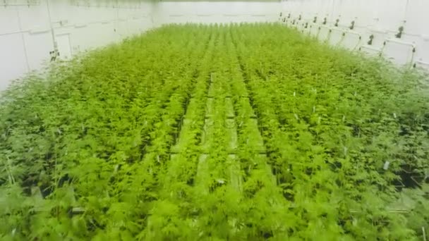 Aerial Footage Hemp Field Growing Cultivating Agricultural Greenhouse Rows Organic — Stockvideo