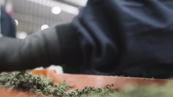 包装用のマリファナを選択し 薬局に送る手のクローズアップビュー 温室で大麻植物を準備する専門農家 高品質4K映像 — ストック動画