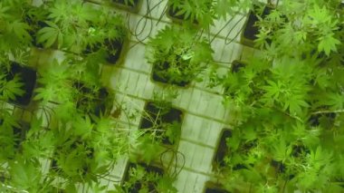 Drone shot of marijuana cultivation in a greenhouse for the treatment of chronic diseases. Shaking green plants of cannabis as seen from above. High quality 4k footage