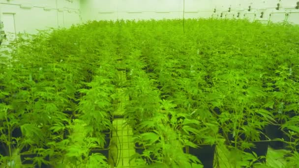 Aerial Footage Legalized Medicinal Marijuana Cultivating Modern Industrial Greenhouse Agricultural — Stockvideo