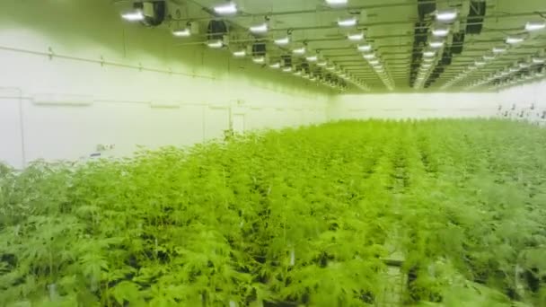 Drohnenaufnahmen Von Üppigen Grünen Sträuchern Denen Medizinisches Cannabis Angebaut Wird — Stockvideo