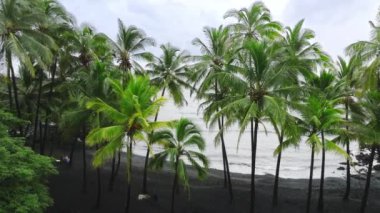 Manzaralı yeşil palmiye ağaçları olan güzel bir Amerikan sahili. Pasifik Okyanusu 'ndaki Big Island' da mavi okyanus dalgaları olan Hawaii siyah kumlu hava aracı videosu.