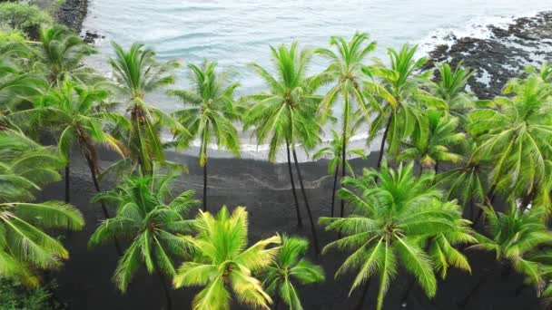 Palme Verdi Aeree Oceano Nella Soleggiata Giornata Estiva Dell Isola — Video Stock