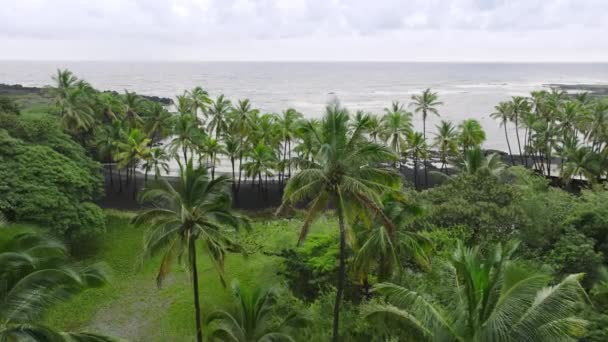 야자나무 꼭대기 태평양 구름낀 여름날에 공중에 야자수와 하와이 산검은 — 비디오