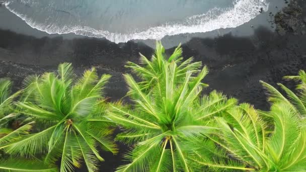 Drone Elevándose Por Encima Hermosas Palmeras Verdes Playa Arena Lava — Vídeos de Stock