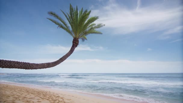 ヤシの木の下のビューを曲がった 青空の背景に緑のヤシの木 空の雲に対して湾曲した緑のヤシの木のビュー 太陽の下で熱帯の島のビーチ ハワイのRedカメラで撮影 — ストック動画