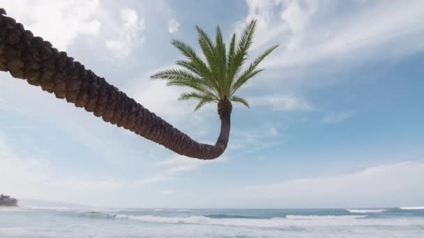 白い波と青い水 観光夏の日当たりの良いコンセプトは Red 4Kで撮影した 長いヤシの木は 青い海の海岸 太平洋のハワイ島オアフ島の暑い晴れた日に黄金の砂浜にもたれていました — ストック動画