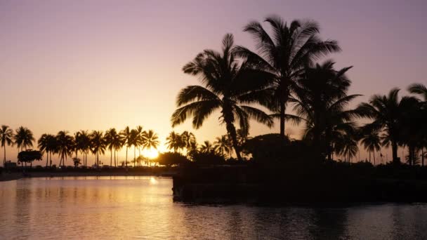 Silueta Isla Palma Playa Waikiki Isla Oahu Hawai Silueta Árboles — Vídeo de stock