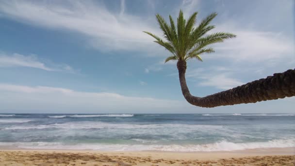热带岛屿上的海滩 阳光充足 在夏威夷4K用红色摄像机拍摄 扭曲的椰子树棕榈树底部视图 蓝天背景上的绿色棕榈树 弧形绿色棕榈树映衬天空中的云彩 — 图库视频影像