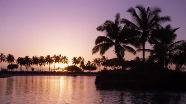 カラフルな黄金のピンクの夕日の空の背景と暗い木のシルエット ヤシの木の下でエキゾチックな熱帯ビーチでロマンチックな夕日 ハワイ州オアフ島ワイキキビーチのヤシの島のシルエット米国 — ストック動画