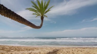 Altın tropikal palmiyeleri olan mavi okyanus plajı, Hawaii Adası doğası. Oahu denizi ve gökyüzü. Küçük vahşi sahil, Hawaii adası manzarası. Pasifik Okyanusu 'ndaki palmiyeler turkuaz, Kızıl Kamera' da çekildi.