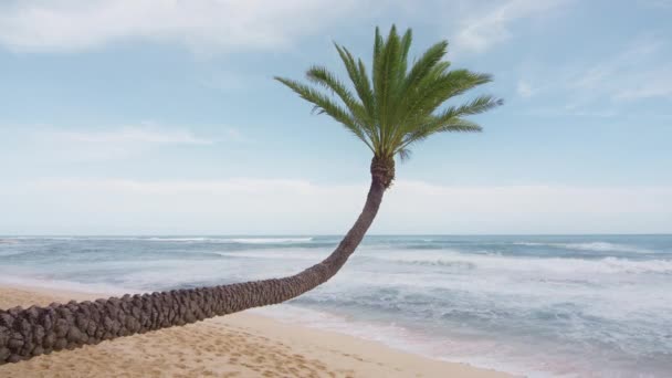 弯曲的棕榈树和大海 阳光明媚的夏日在太平洋 夏威夷北岸的野生海滩瓦胡岛上 蓝天风景秀丽 沙滩风景秀丽 狂野的白沙滩上躺着巨大的白浪4K — 图库视频影像
