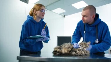 Veterinerler veteriner kliniğinde Maine Rakun Kedileri 'nin göz sağlığını kontrol ediyorlar. Profesyonel erkek veteriner, kedi randevusu 4K 'da kadın asistana tedavi notları ve ilaç reçetesi veriyor.