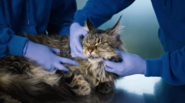 Profesyonel veteriner kliniğindeki sağlık kontrolünde büyük, sakin, gri, uzun saçlı kediyi kapat. Erkek ve kadın doktorlar ellerinde koruyucu lastik eldivenler, boğaz lenf düğümleri 4K.