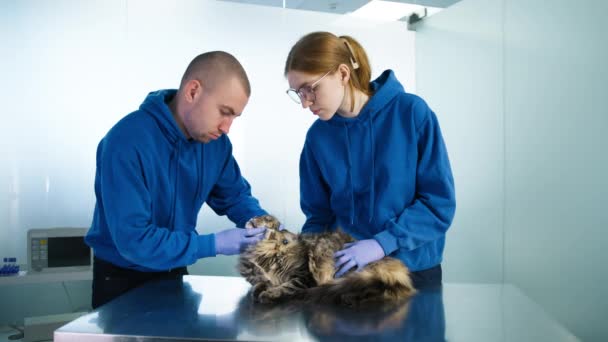 专业兽医检查一只灰色长毛猫的健康状况 现代兽医诊所的男医生和女医生检查眼睛 一只可爱而害怕的猫的耳朵躺在不锈钢桌子上 — 图库视频影像