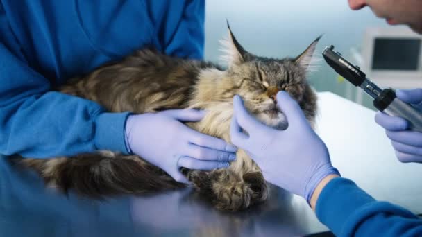 Cerca Veterinarios Examinando Los Ojos Maine Coon Gato Utilizando Otoscopio — Vídeos de Stock