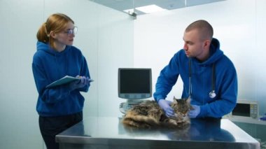 Profesyonel bayan veteriner asistanı kedi kontrolünde ilaç reçetesi için notlar alıyor ve özel tedavi planı hazırlıyor. Erkek veteriner veteriner veteriner kliniğinde Maine Coon Cat 'in boynunu kontrol ediyor.