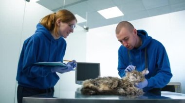 Veterinerler veteriner kliniğinde Maine Rakun 'un kedi kulaklarını kontrol ediyorlar. Profesyonel erkek veteriner, kedi randevusu 4K 'da kadın asistana tedavi notları ve ilaç reçetesi veriyor.