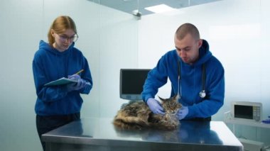 Veterinerler veteriner kliniğindeki Maine Coon kedi boğaz tümörünü kontrol ediyor. Profesyonel erkek veteriner, kedi randevusu 4K 'da kadın asistana tedavi notları ve ilaç reçetesi veriyor.