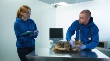 Profesyonel erkek veteriner, kedi randevusu sırasında kadın asistana tedavi notları ve ilaç reçetesi veriyor. Veterinerler Maine Rakun Kedi Sağlığı Modern Veteriner Kliniği 'ni kontrol ediyor.