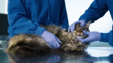 Doktorların ellerini koruyucu eldivenlerle kapat kedilerin gözlerini aç ki enfeksiyon kapmasın. Profesyonel veterinerlik kliniğinde sağlık kontrolünde büyük Maine Rakun soy ağacı gri uzun saçlı kediyi sakinleştir