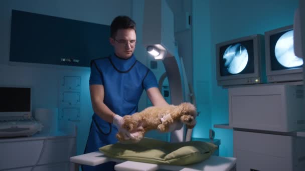Veterinär Läkare Noggrant Förbereda Hund Sällskapsdjur Till Röntgen Skärm Brutet — Stockvideo